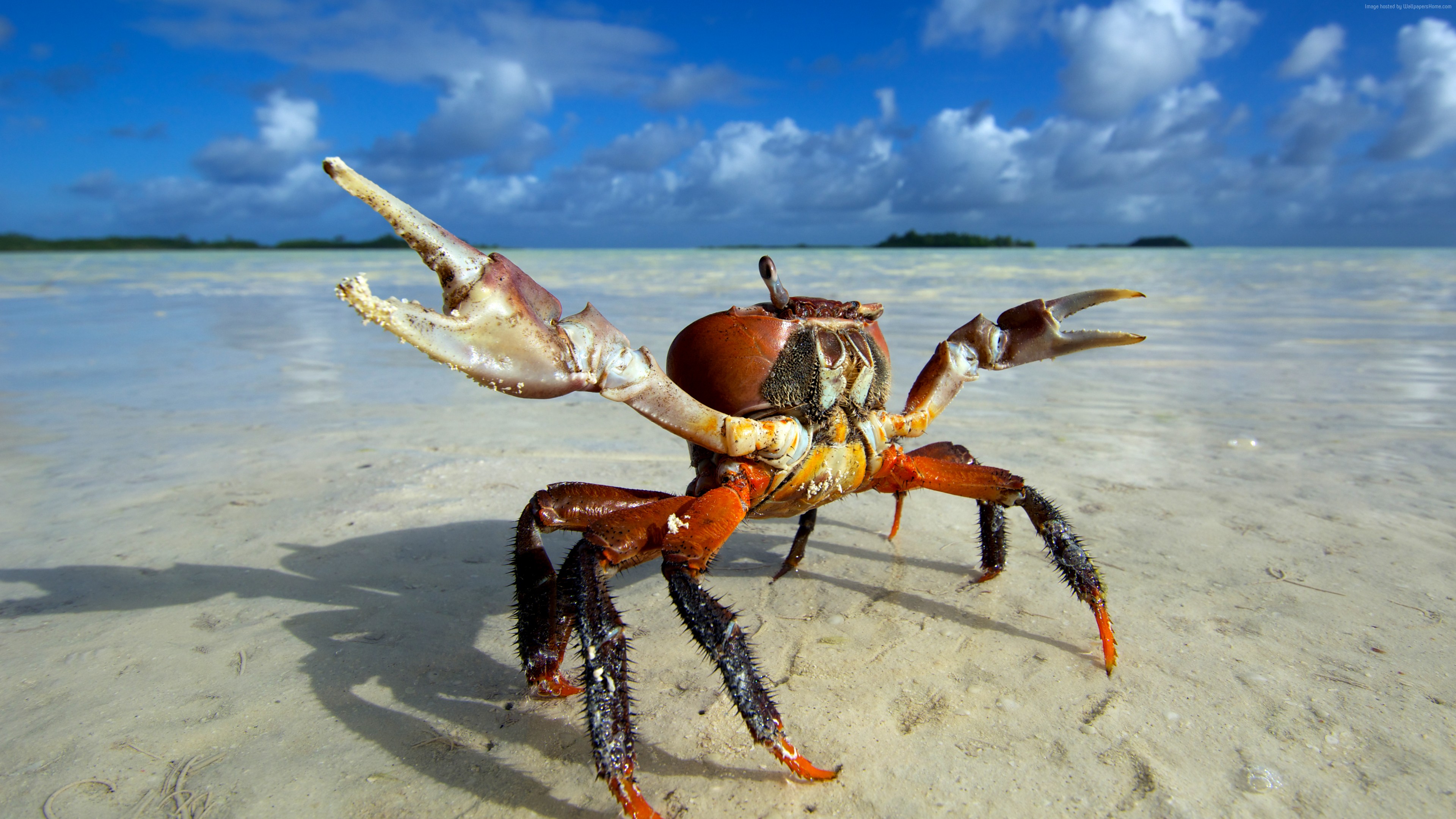 Wallpaper Ghost crab, beach, Ocypodinae, sea, clouds, Animals